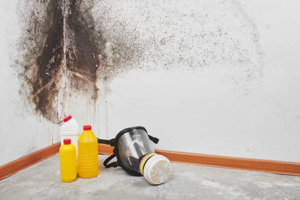 Best Mold Remediation  in Savannah, GA