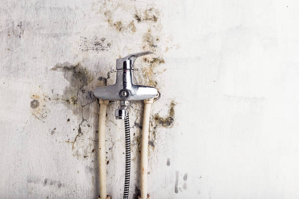 Best Mold Inspection  in Savannah, GA