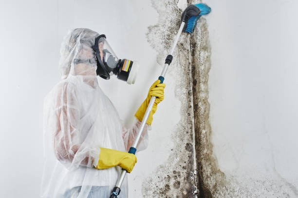 Best Professional Mold Removal  in Savannah, GA