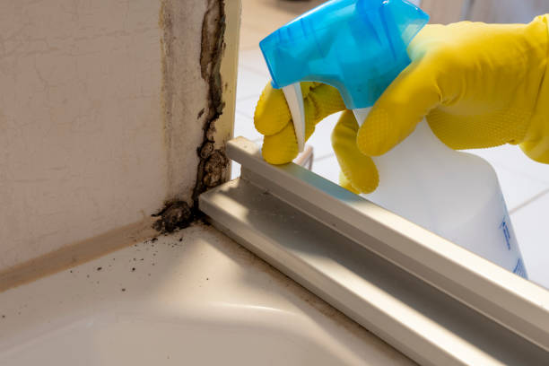 Best Mold Removal Company Near Me  in Savannah, GA