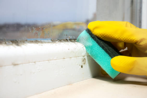 Best Emergency Mold Removal  in Savannah, GA