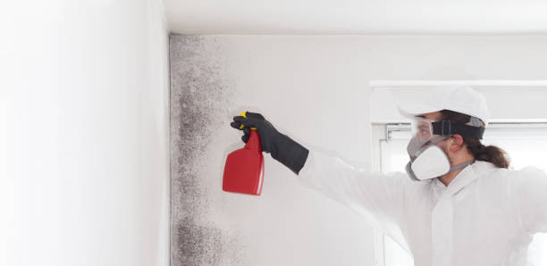 Best Home Mold Removal  in Savannah, GA