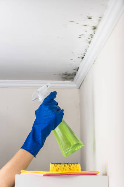 Mold Removal and Inspection in Savannah, GA